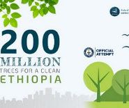 ambassade_ethiopie_environment_trees_1